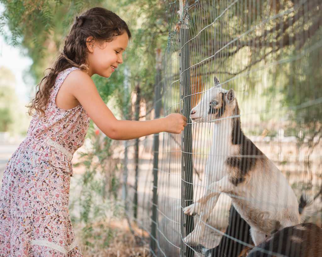 Little girl feeding blue eyed baby goat through fence during family photo session